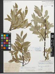 Foto von Salix glaucosericea Flod.